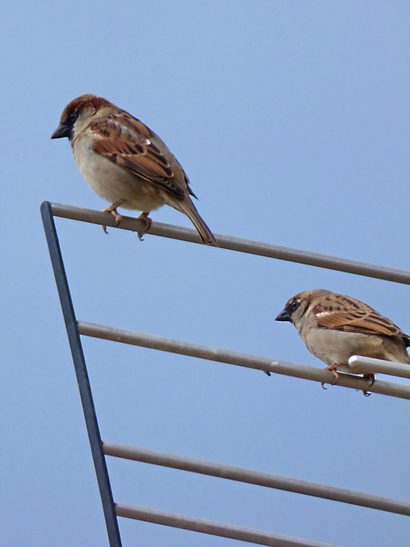 Panasonic Lumix DMC-FZ70 sample photo. Sparrows, antenna, bird photography