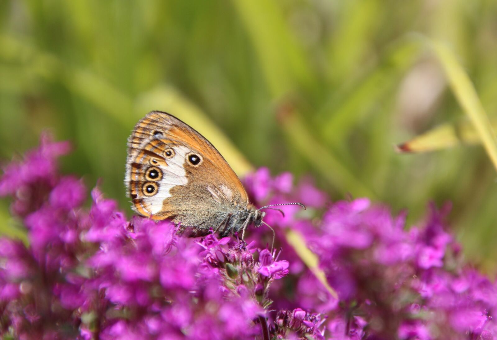 Canon EOS 1200D (EOS Rebel T5 / EOS Kiss X70 / EOS Hi) sample photo. Butterfly, public record photography