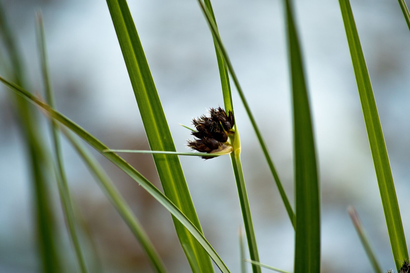Olympus PEN E-PL7 sample photo. Reed, nature, close up photography