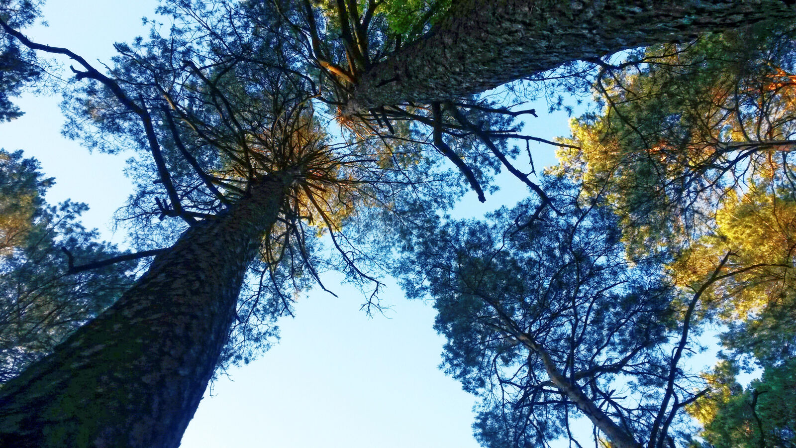 Samsung Galaxy S4 Mini sample photo. Autumn, branch, bright, color photography