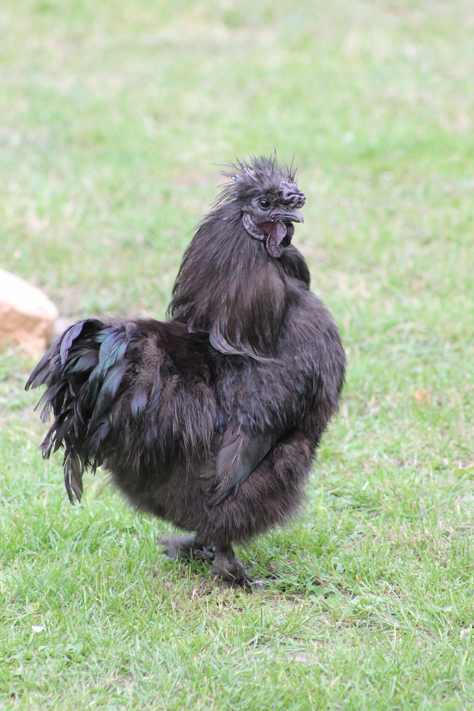 Canon EF75-300mm f/4-5.6 sample photo. Are chickens, animal, hahn photography