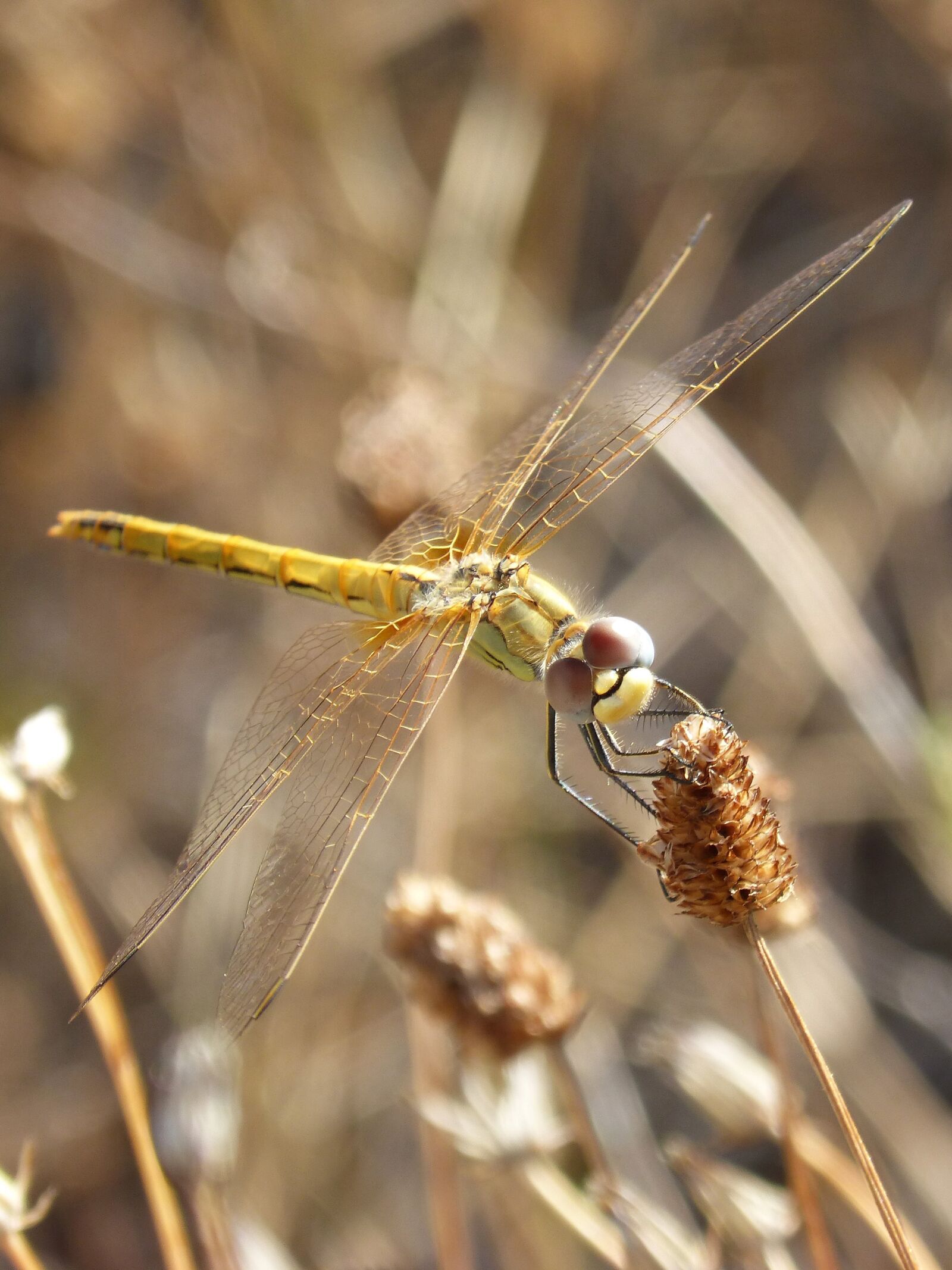Panasonic DMC-FZ62 sample photo. Dragonfly, yellow dragonfly, cordulegaster photography
