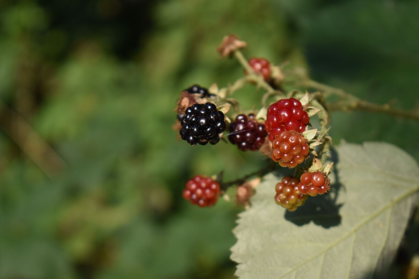 Nikon D3500 sample photo. Blackberries, berries, cobweb photography