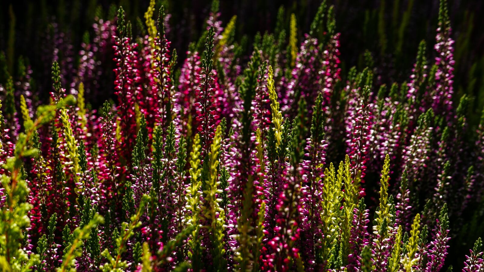 Leica D-Lux (Typ 109) sample photo. Fall, autumn, garden photography