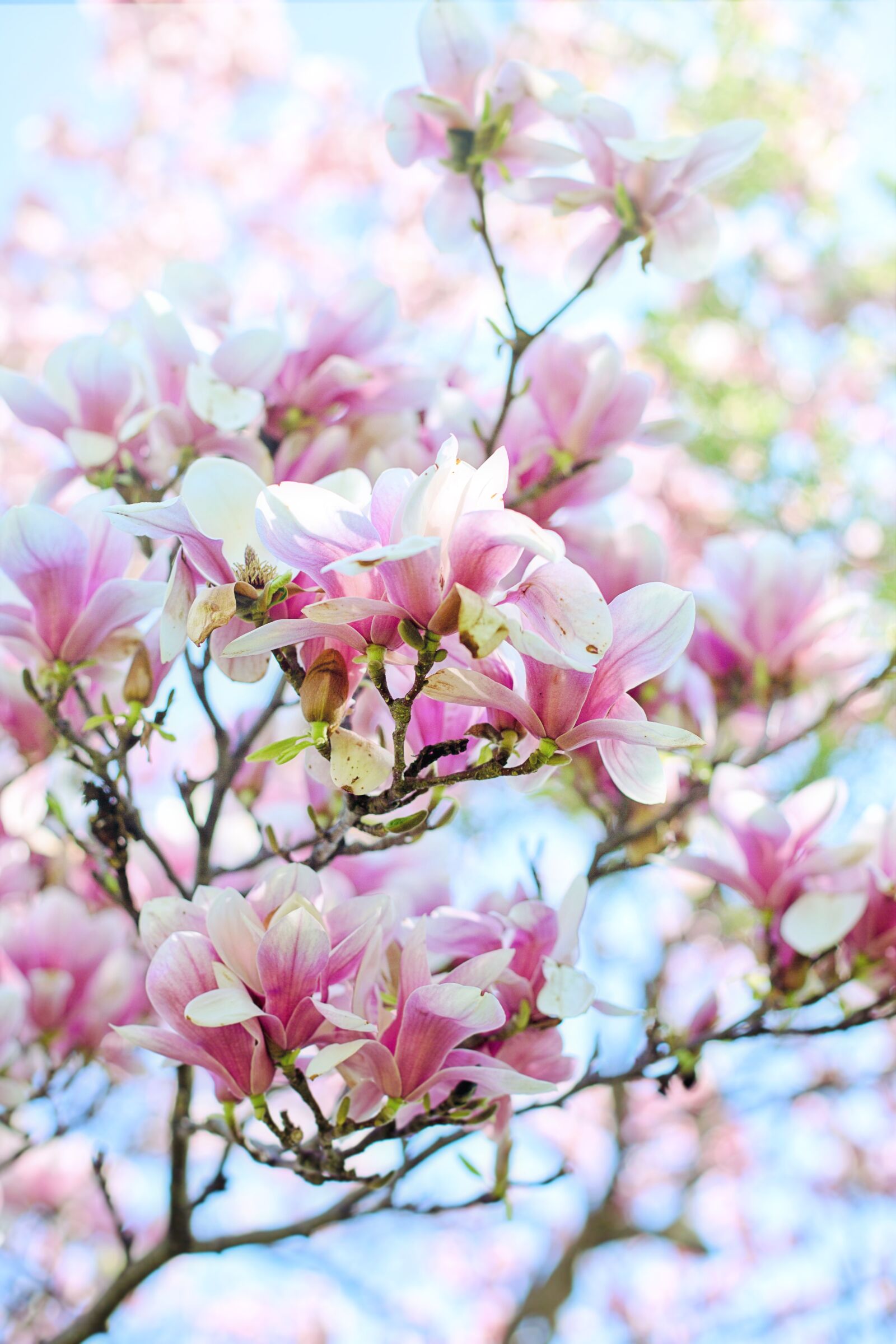 Canon EF 50mm F1.4 USM sample photo. Magnolia, blossoms, blooms photography