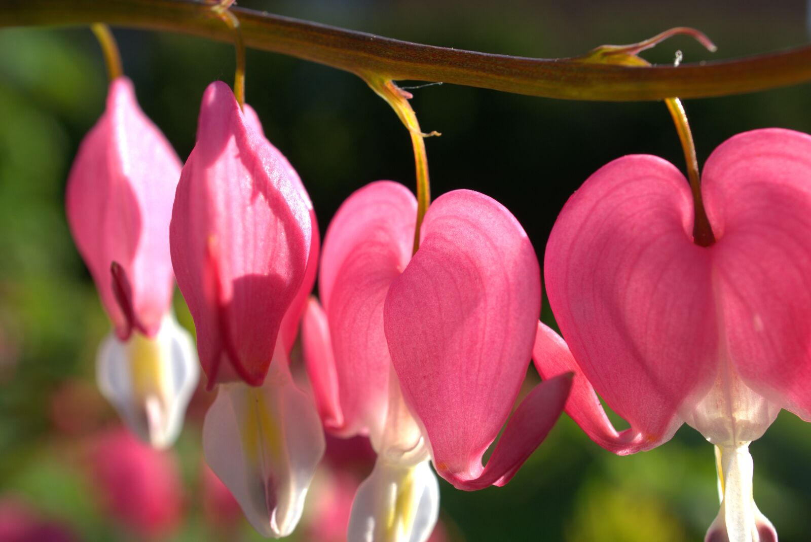 Sony E 30mm F3.5 Macro sample photo. Bleeding heart, nature, flower photography