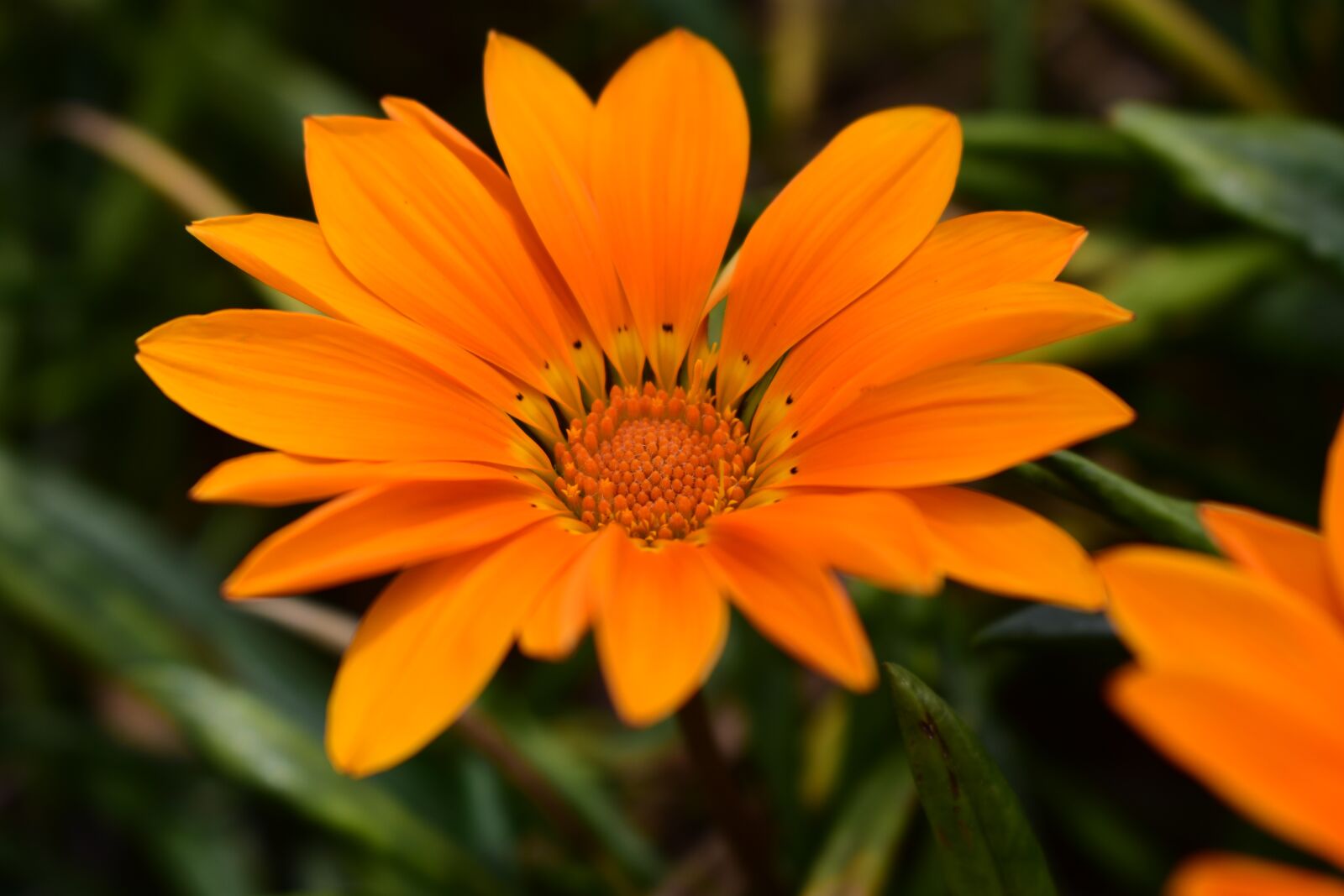 Nikon D3400 sample photo. Nature, plant, flower photography