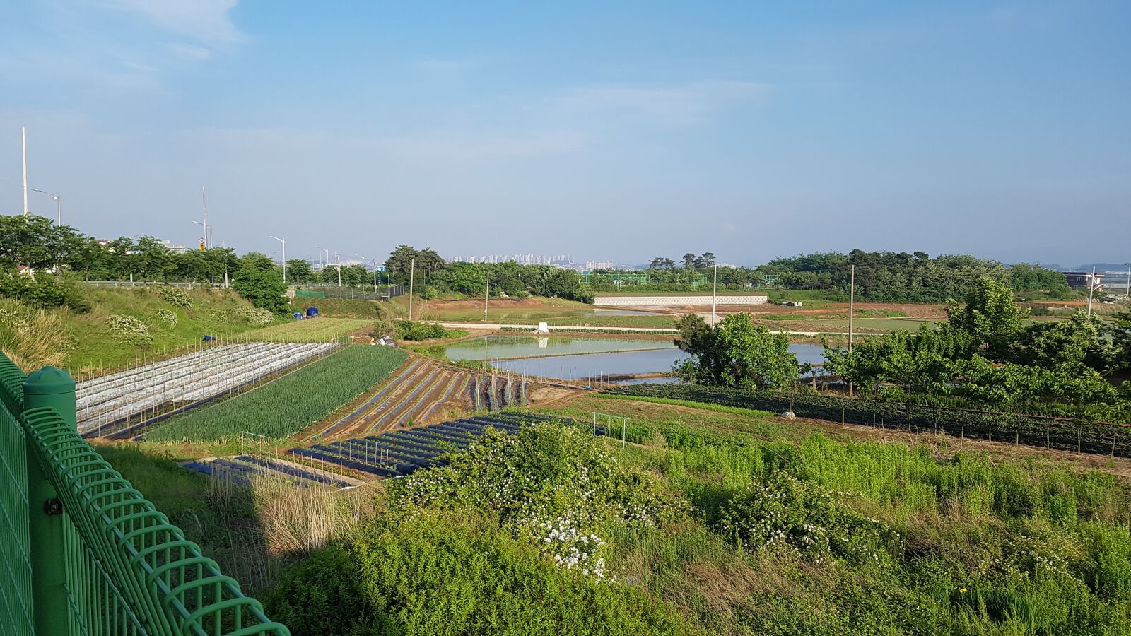 Samsung Galaxy S7 sample photo. Rice fields, power, landscape photography