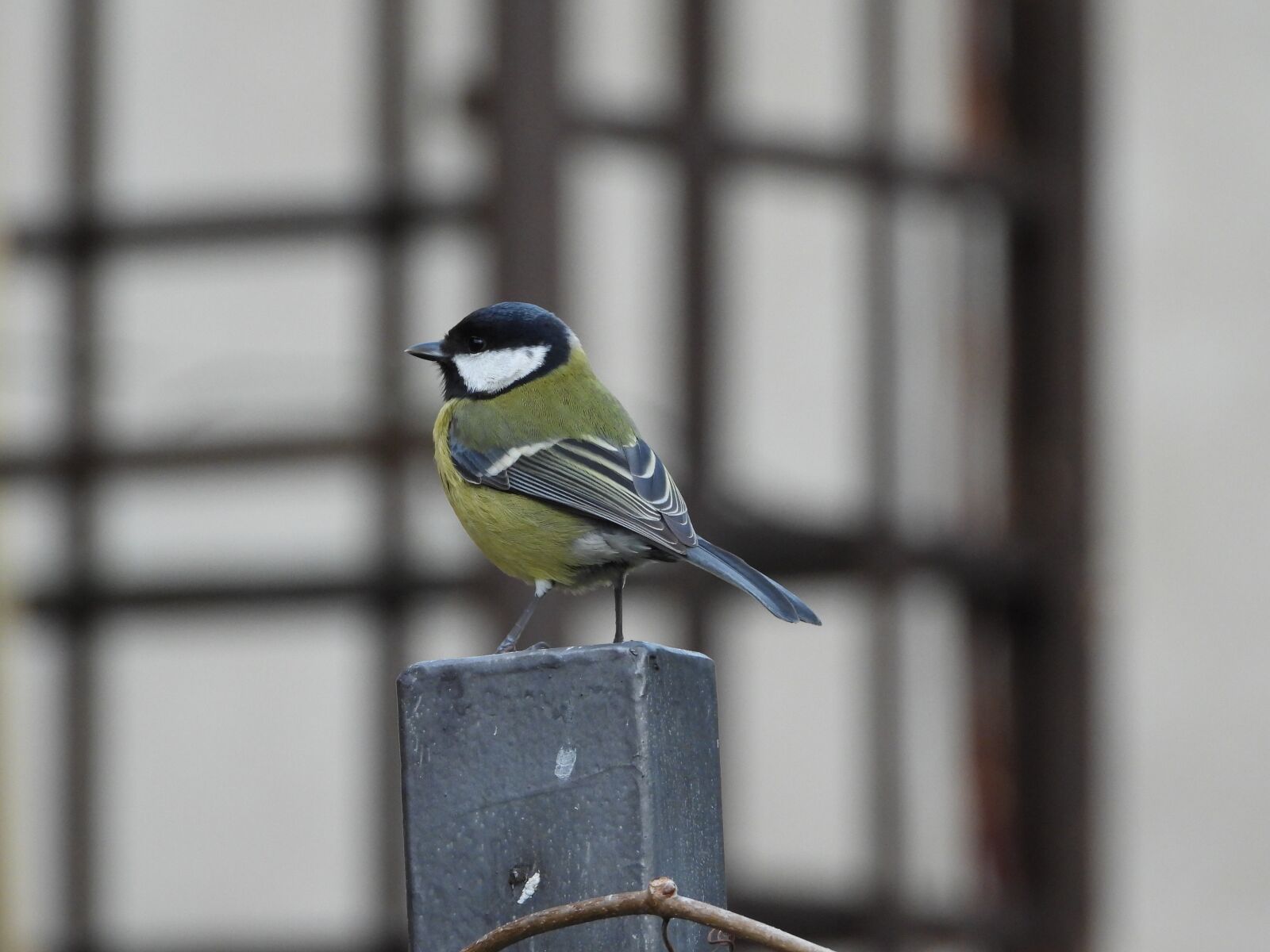 Nikon Coolpix P1000 sample photo. Chickadee, autumn, feeder photography