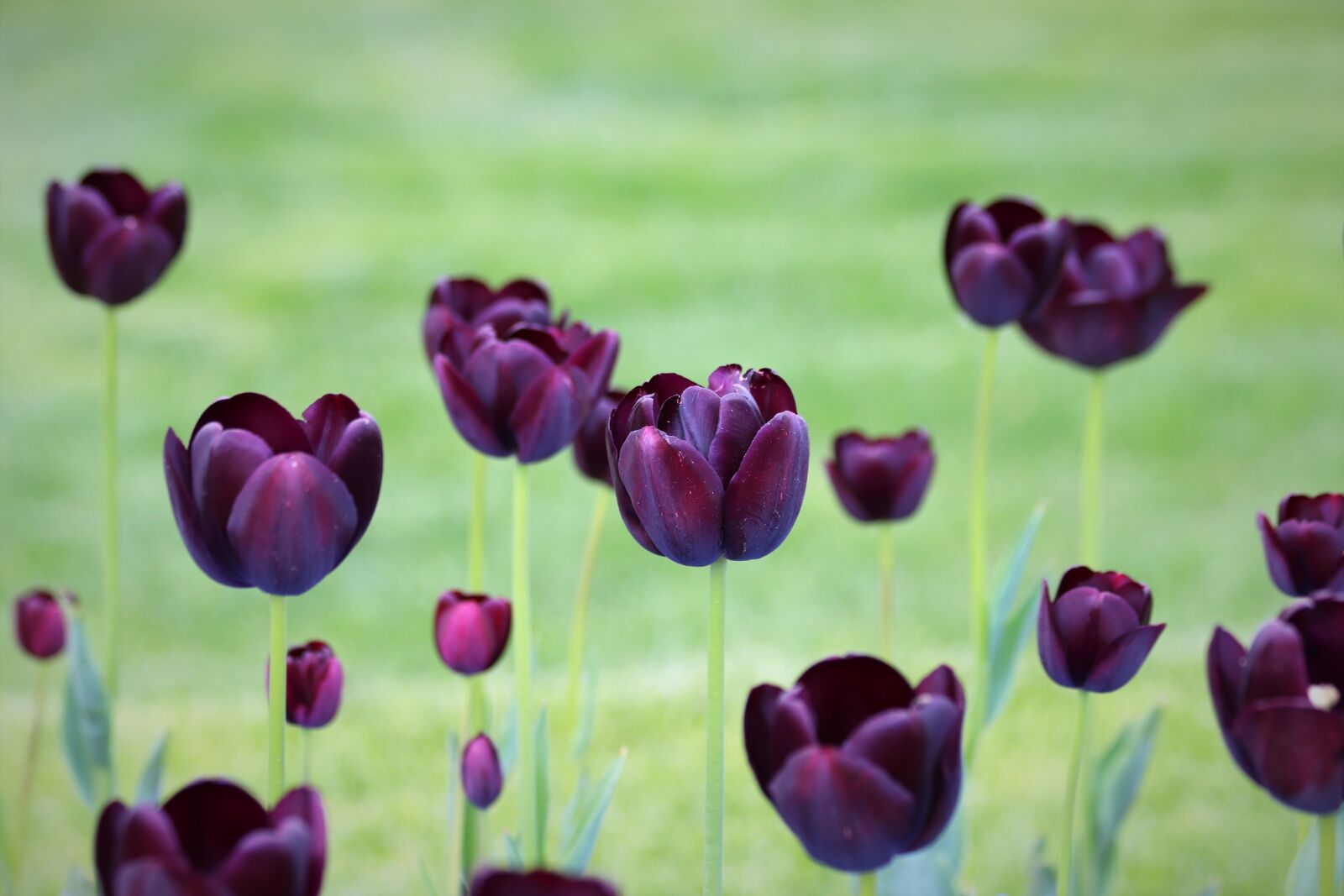 Canon EOS 200D (EOS Rebel SL2 / EOS Kiss X9) sample photo. Black tulips, spring, flowers photography