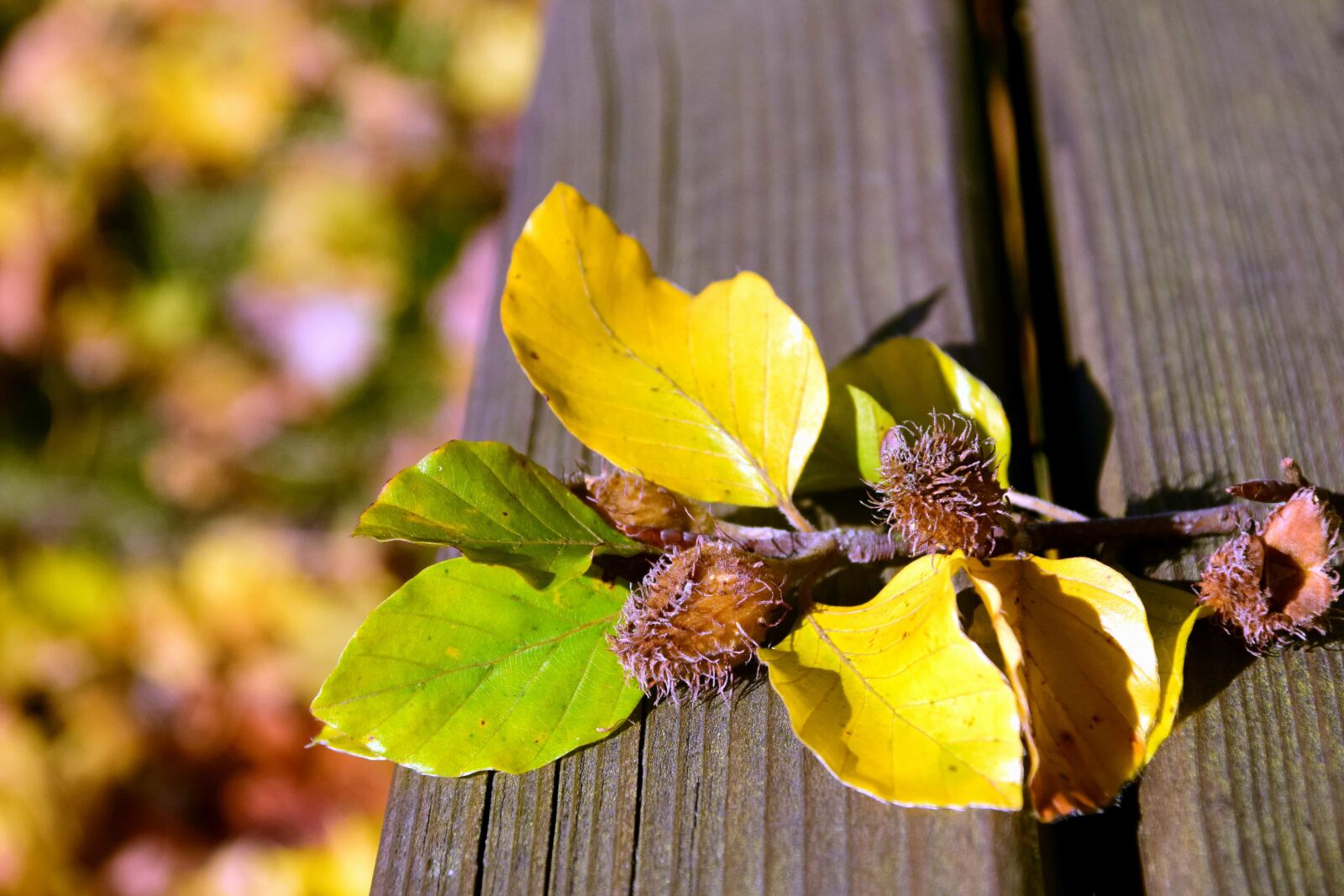 Nikon D3300 sample photo. Flora, nature, leaf, plant photography
