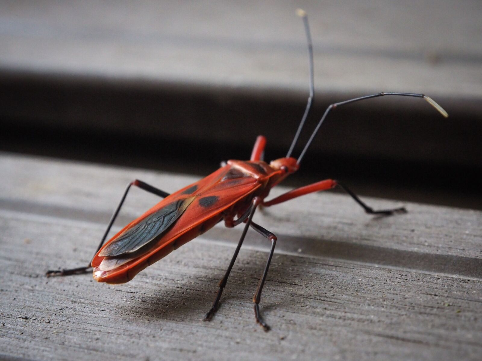 Olympus OM-D E-M5 II sample photo. Insect, red, wildlife photography