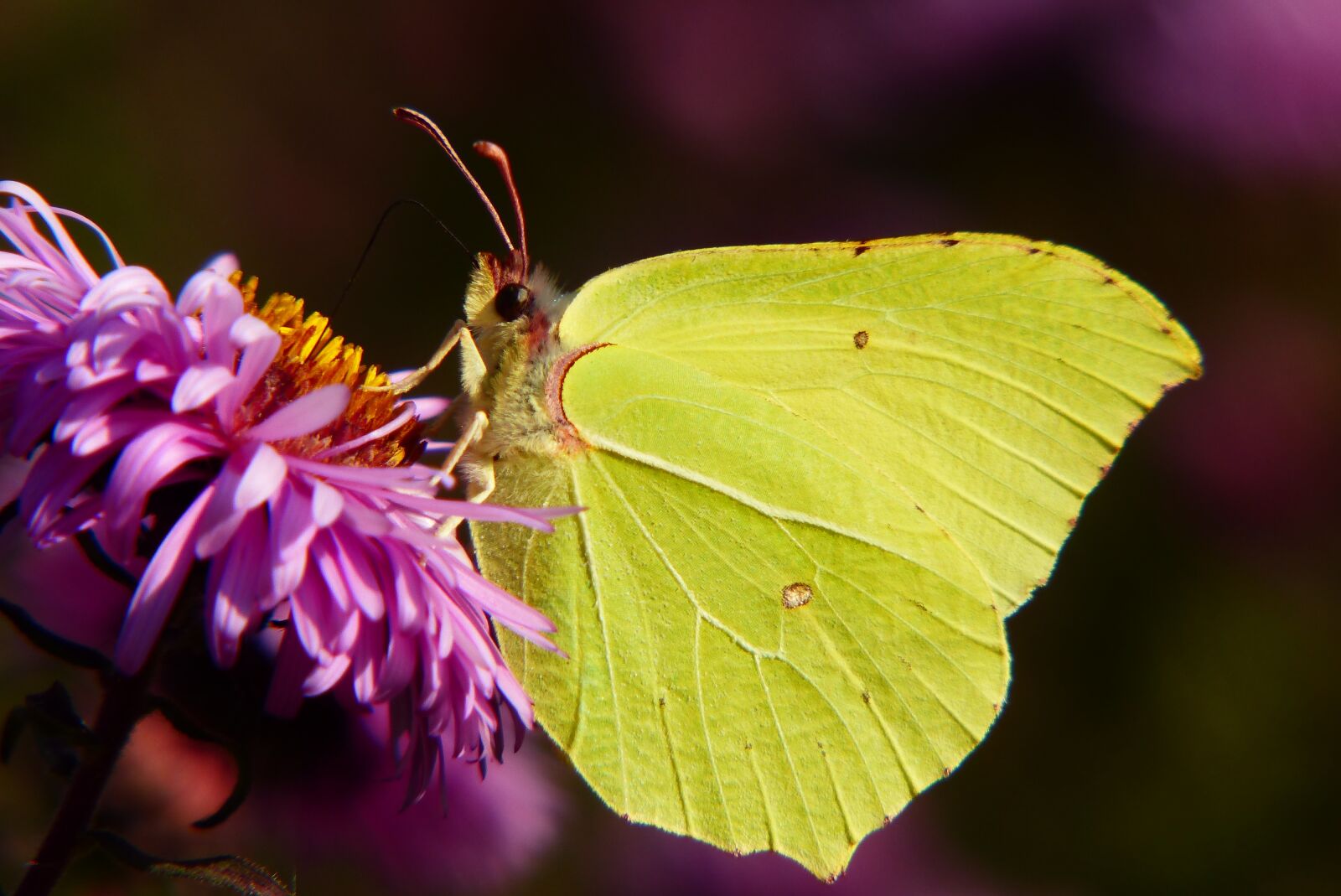 Panasonic Lumix DMC-FZ200 sample photo. Latolistek sulphur butterfly, insect photography