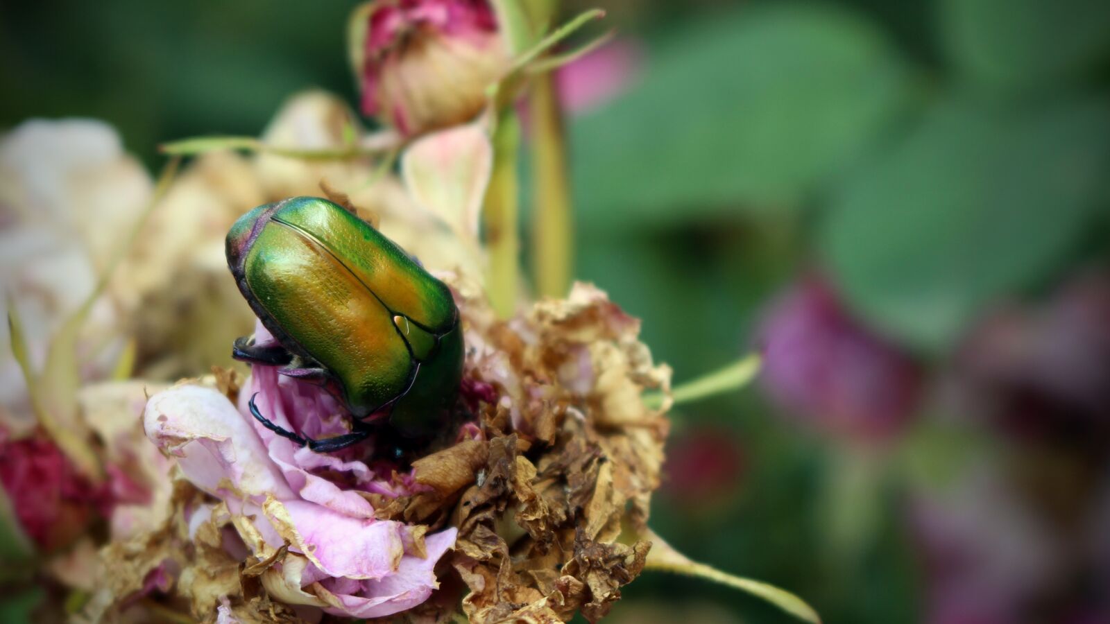Canon EOS 100D (EOS Rebel SL1 / EOS Kiss X7) sample photo. Beetle, citonia, cetona photography