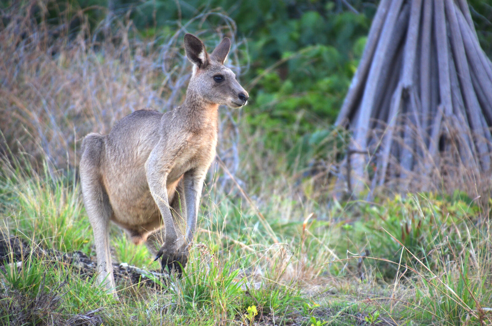 Nikon D5100 sample photo. Australia, kangaroo, nature, wildlife photography