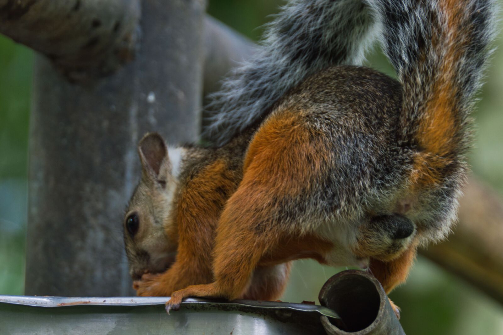 Nikon D3200 sample photo. Costa rica, squirrel, thief photography
