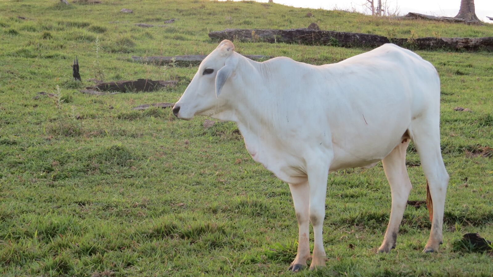Canon PowerShot SX50 HS sample photo. Livestock, white, animals photography