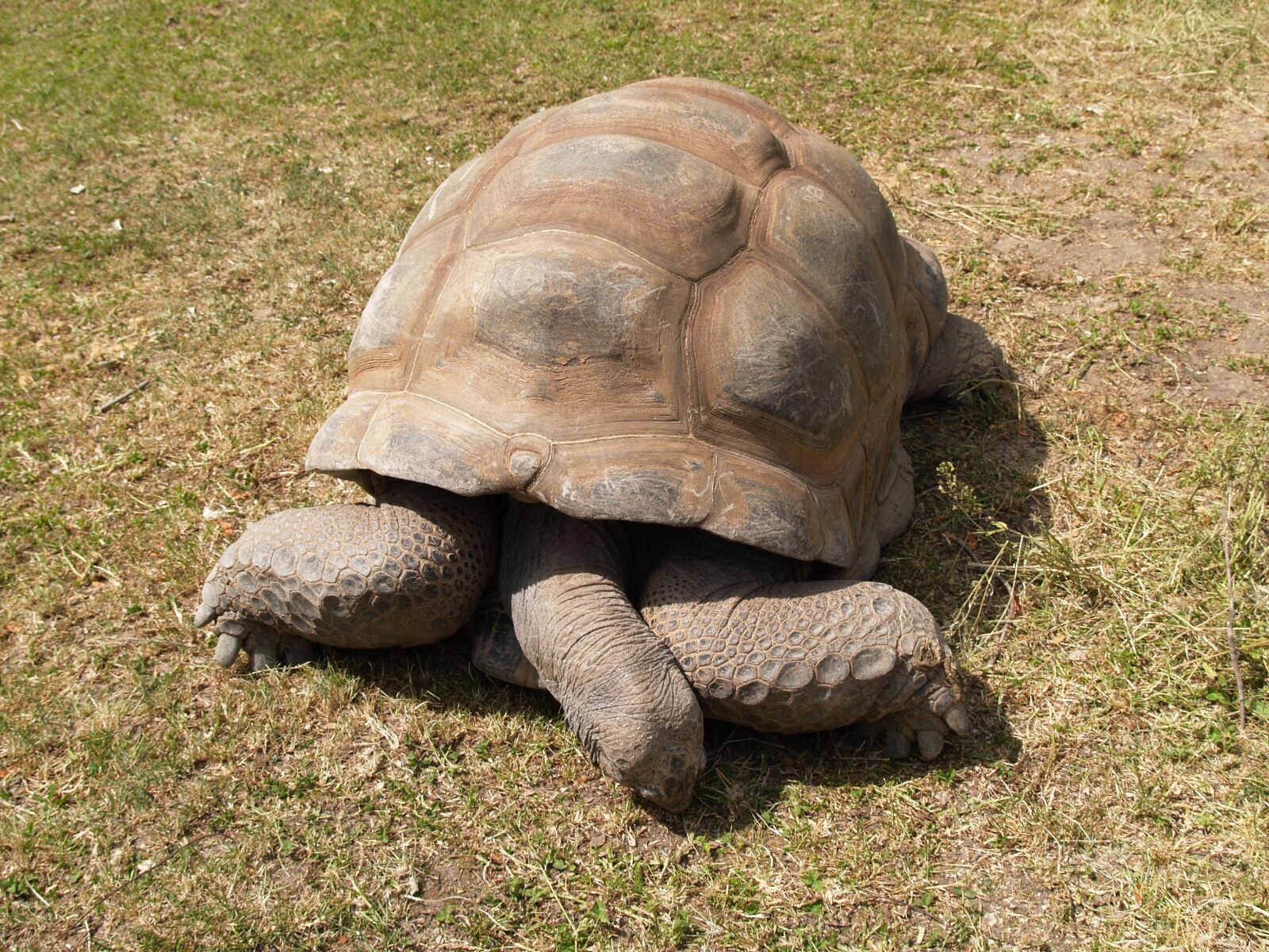 Olympus E-300 (EVOLT E-300) sample photo. Turtle, panzer, reptile photography