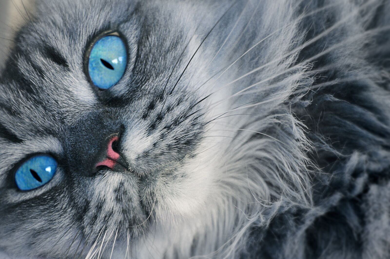 Nikon D3200 sample photo. Cat eyes, feline look photography