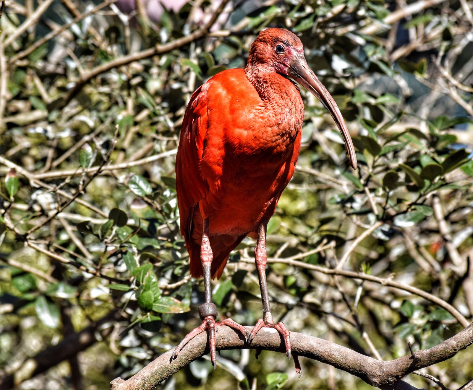 Nikon D3300 sample photo. Ibis, ibis red, bird photography