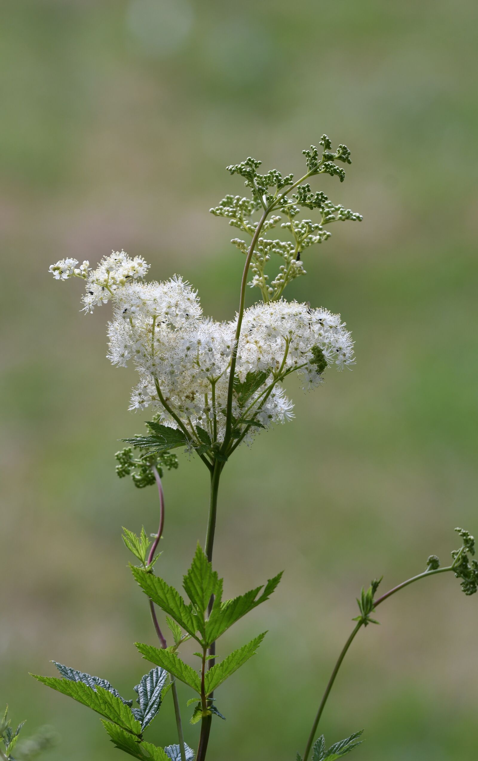 Nikon D500 sample photo. Plant, white, flowers photography