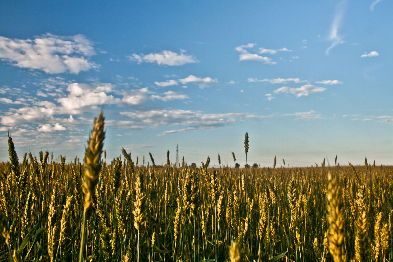 Canon EF-S 18-55mm F3.5-5.6 II sample photo. Grain, field photography
