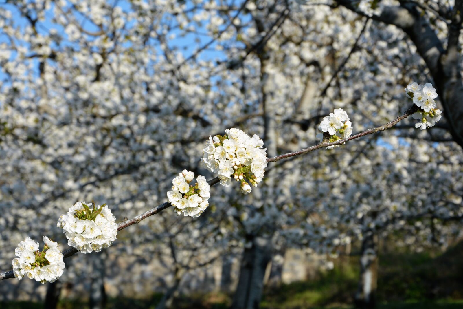 Nikon D7100 sample photo. Cherry, flower, sprig photography