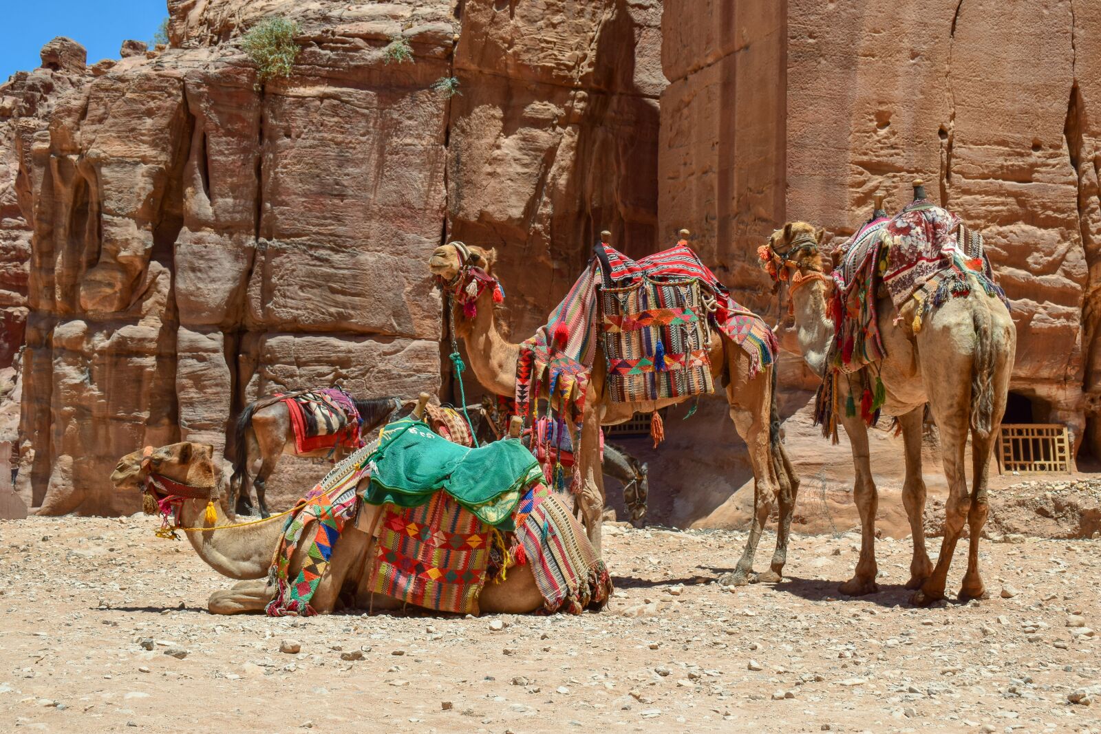 Nikon D3300 sample photo. Camels, donkeys, transportation photography