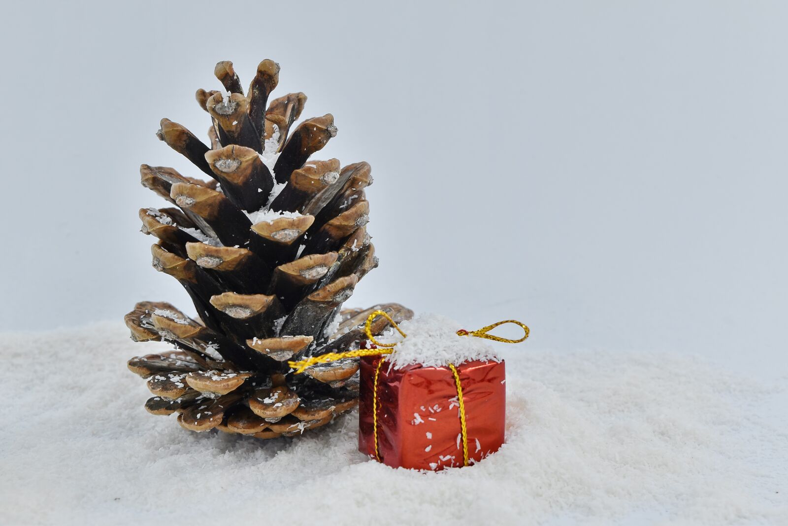 Nikon D5500 sample photo. Conifer, gift, snow, tree photography
