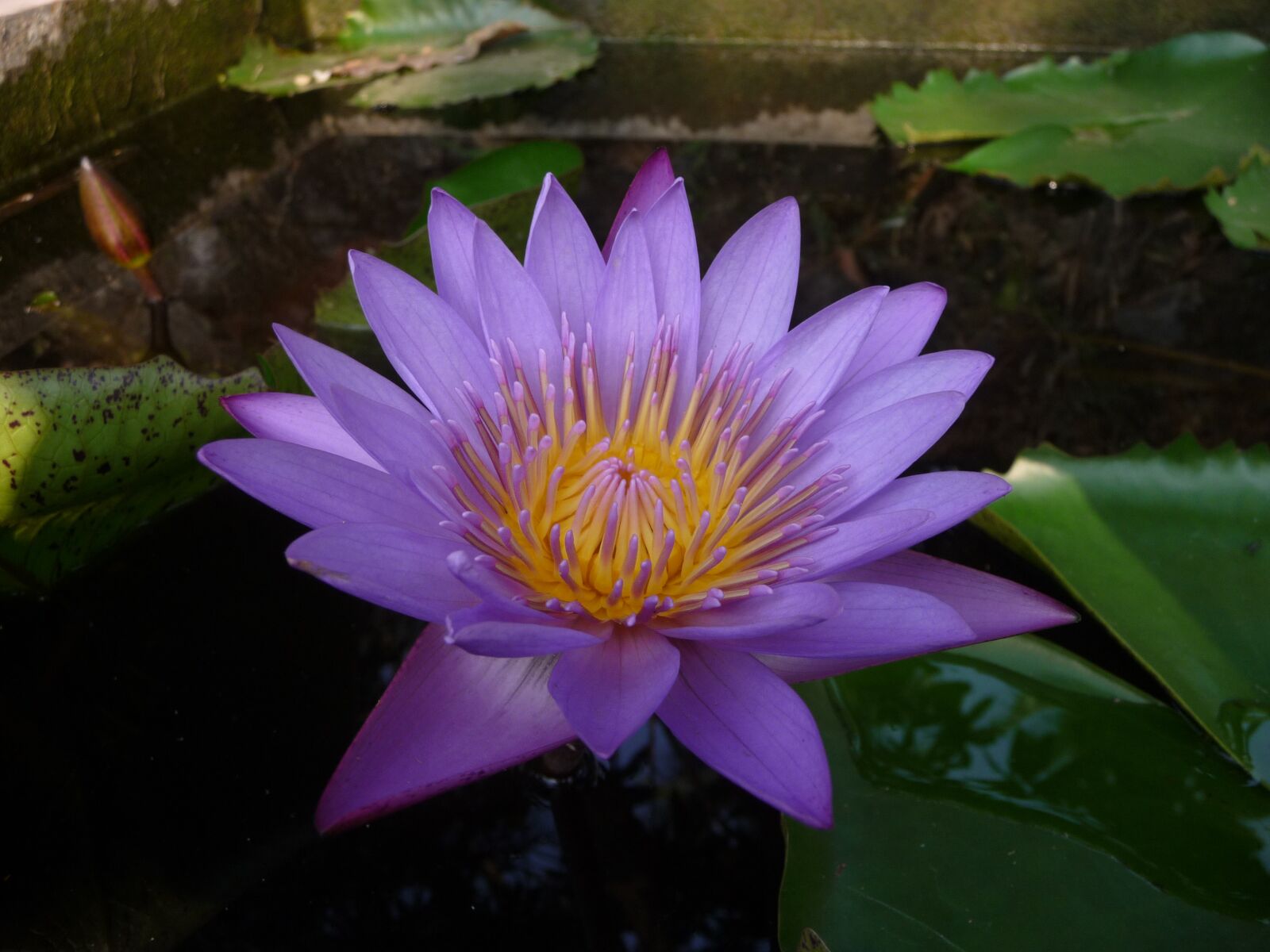 Panasonic Lumix DMC-TZ5 sample photo. Flower, water lily, violet photography