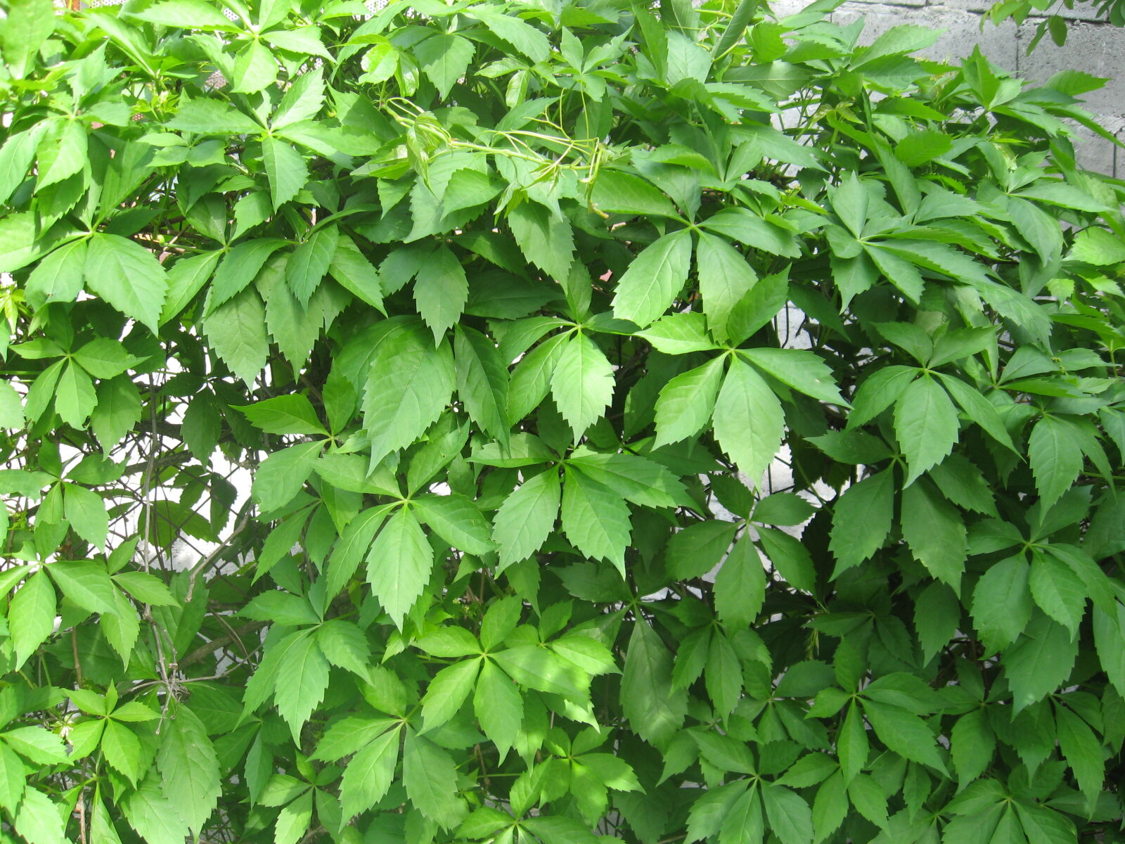 Canon POWERSHOT A550 sample photo. Leaves, vines, virginia, creeper photography