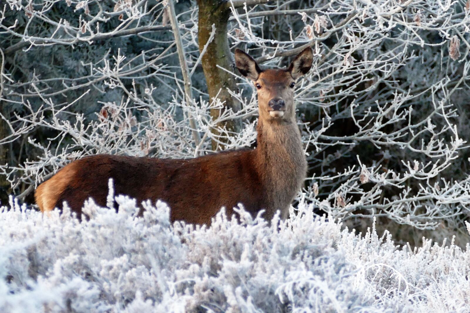 Panasonic Lumix DMC-FZ1000 sample photo. Deer, animals, nature photography