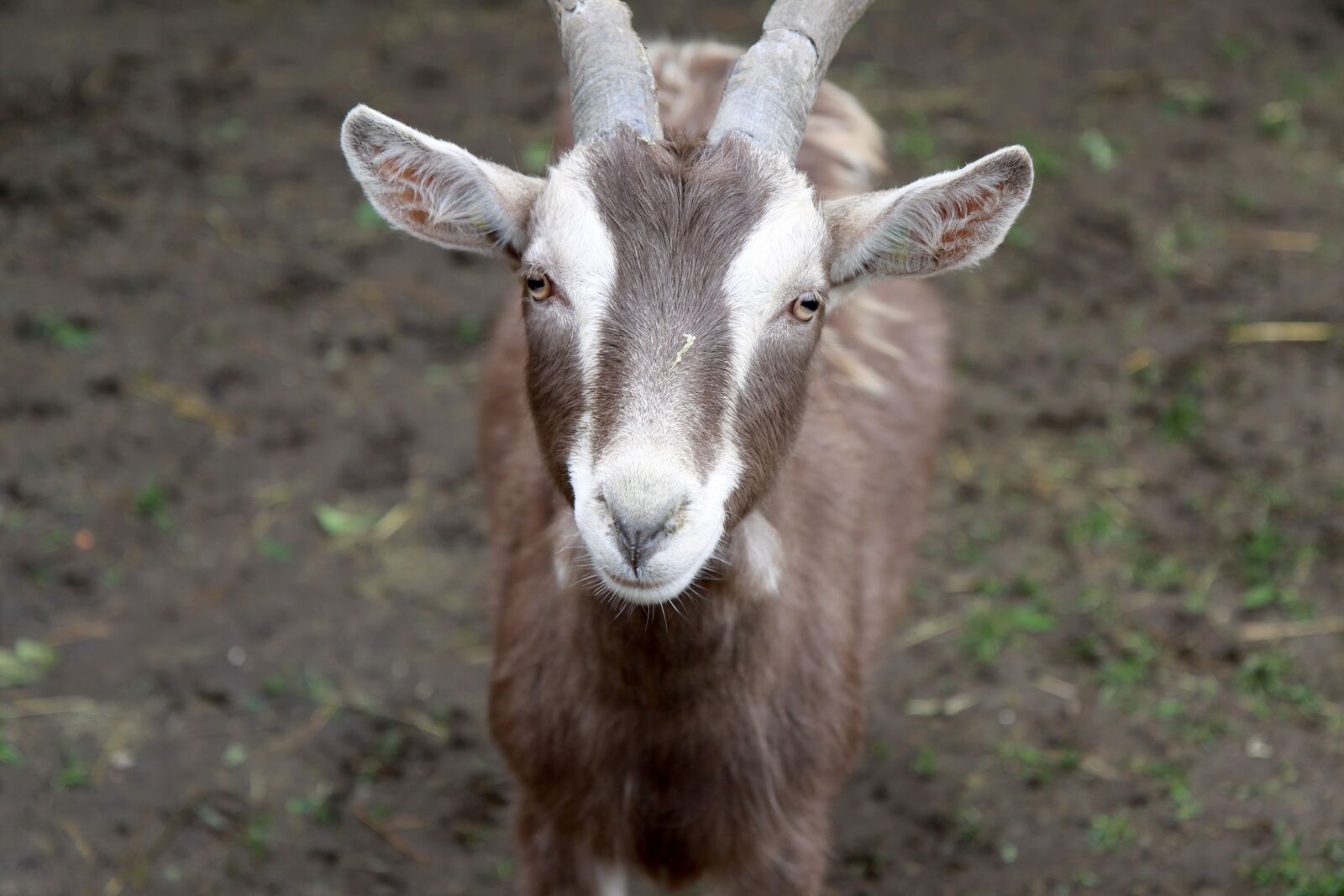 Canon EOS 50D sample photo. Goat, animal farm, farm photography