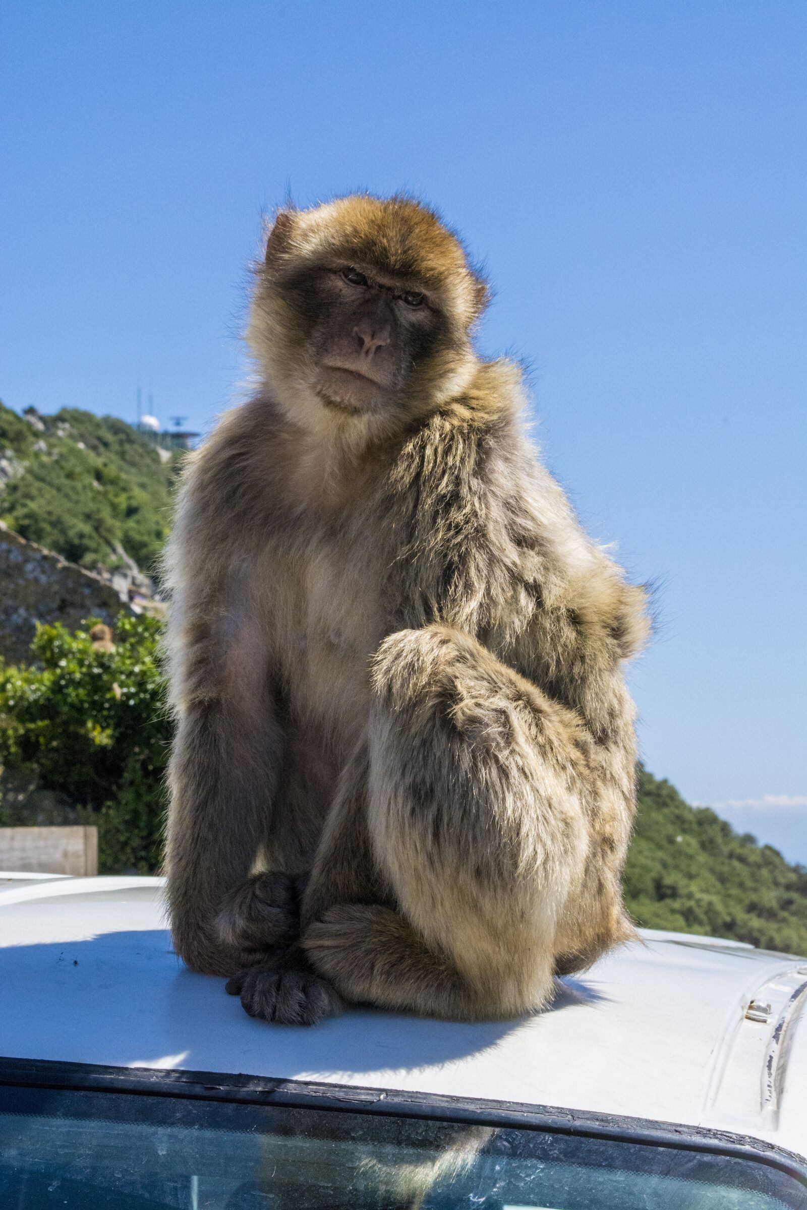 Nikon D7100 sample photo. Monkey, gibraltar, animal photography