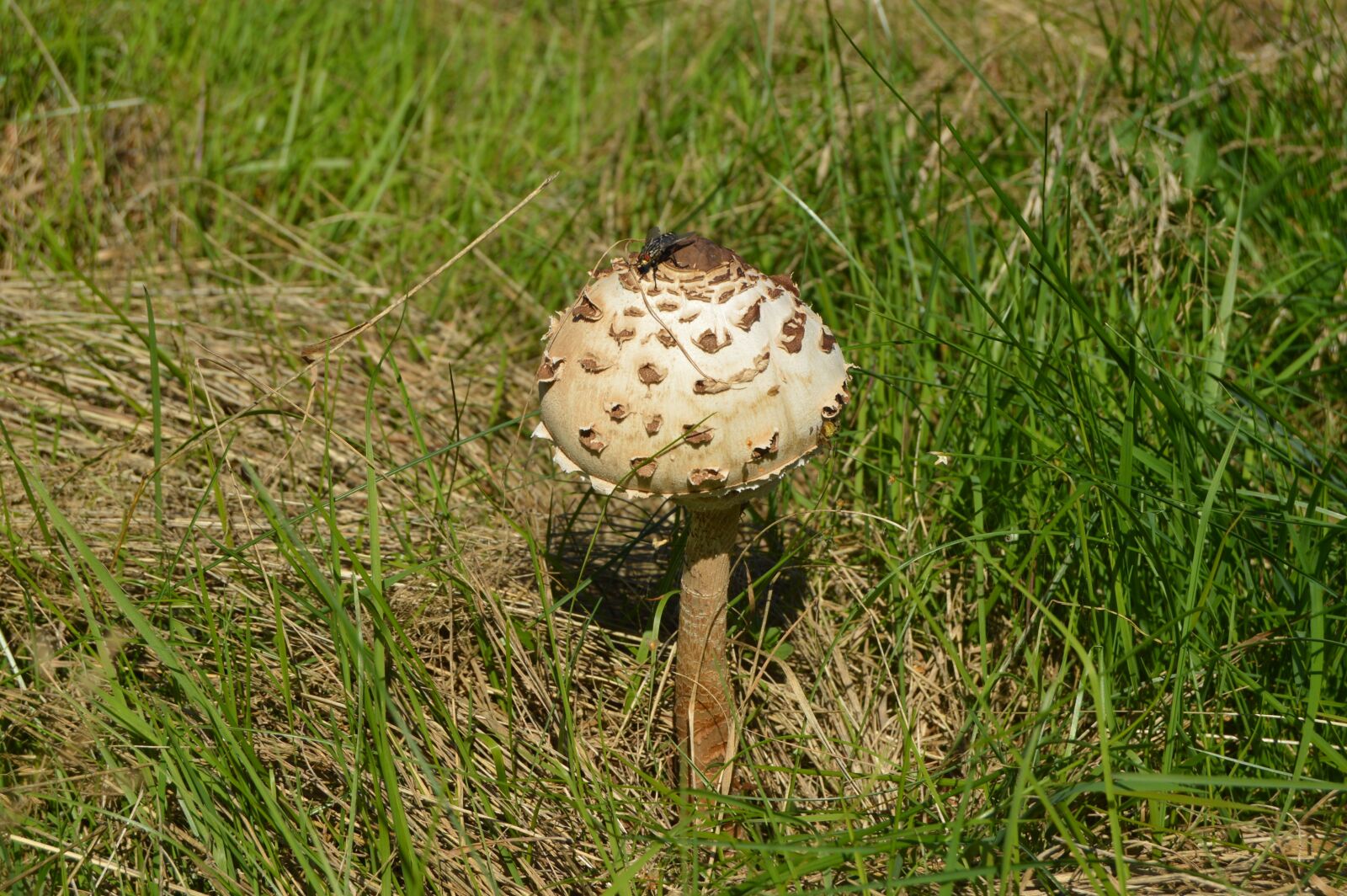 Nikon D3200 sample photo. Fungus, grass, summer photography