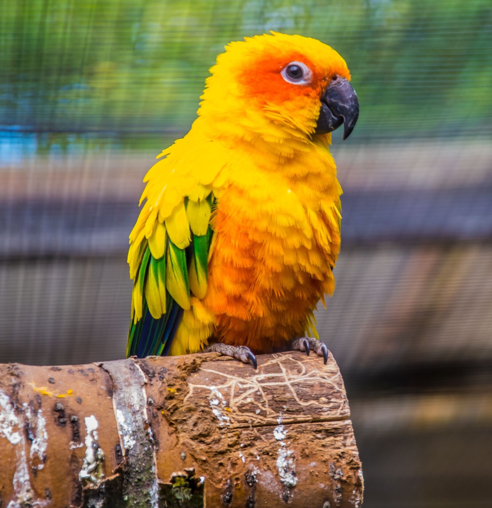 Nikon D5300 sample photo. Parrot, bird, wildlife photography