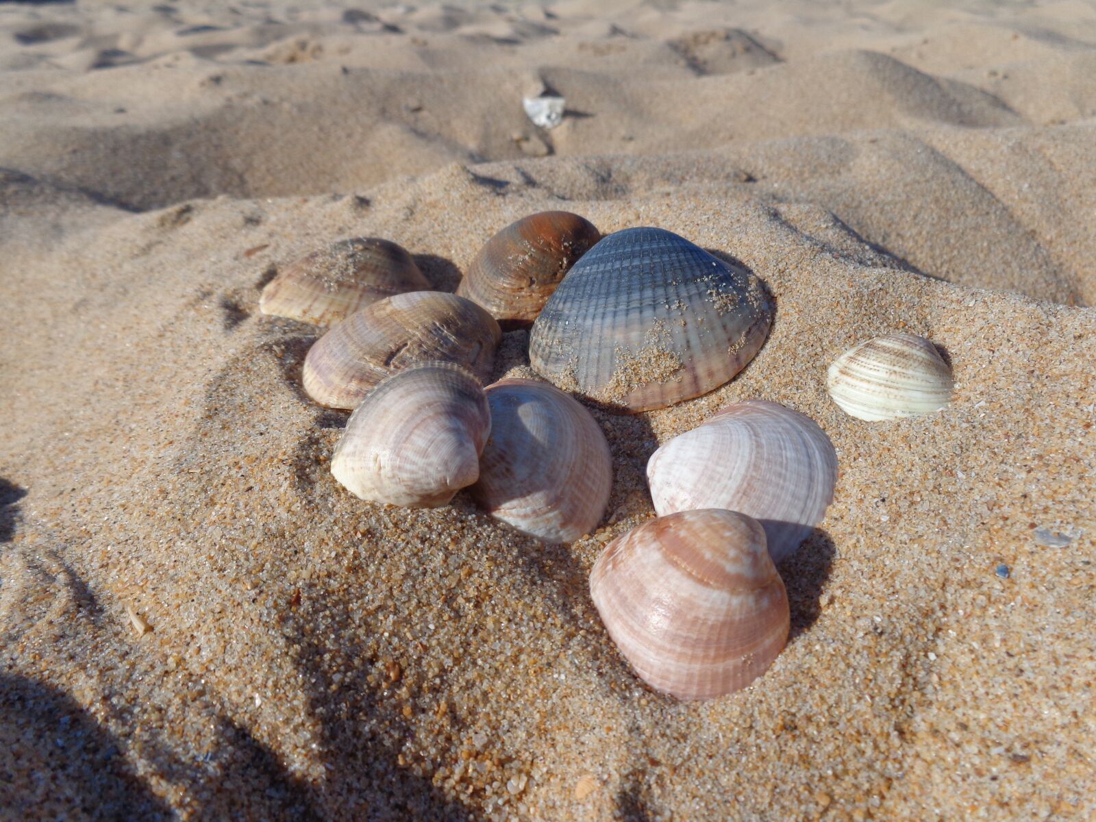 Sony Cyber-shot DSC-W730 sample photo. Shells, ocean, sea photography
