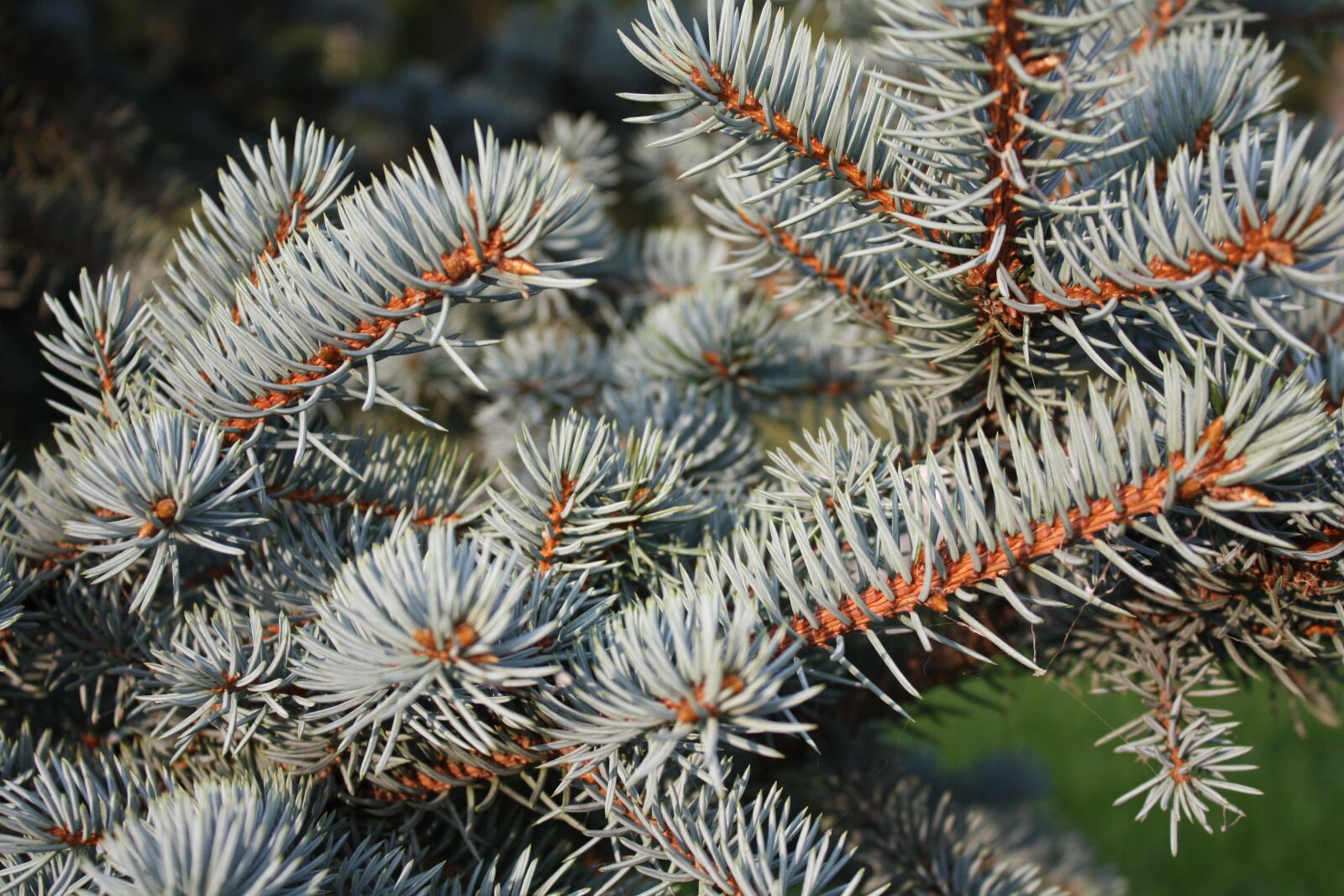 Canon EOS 450D (EOS Rebel XSi / EOS Kiss X2) sample photo. Spruce, branch, needles photography