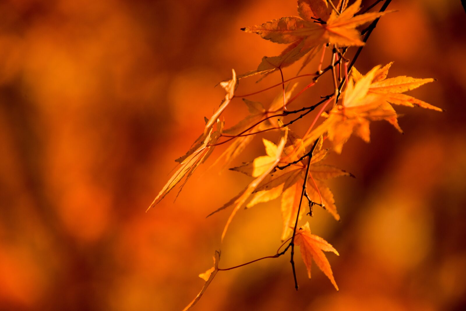 Nikon D3300 sample photo. Autumn, nature, leaf photography