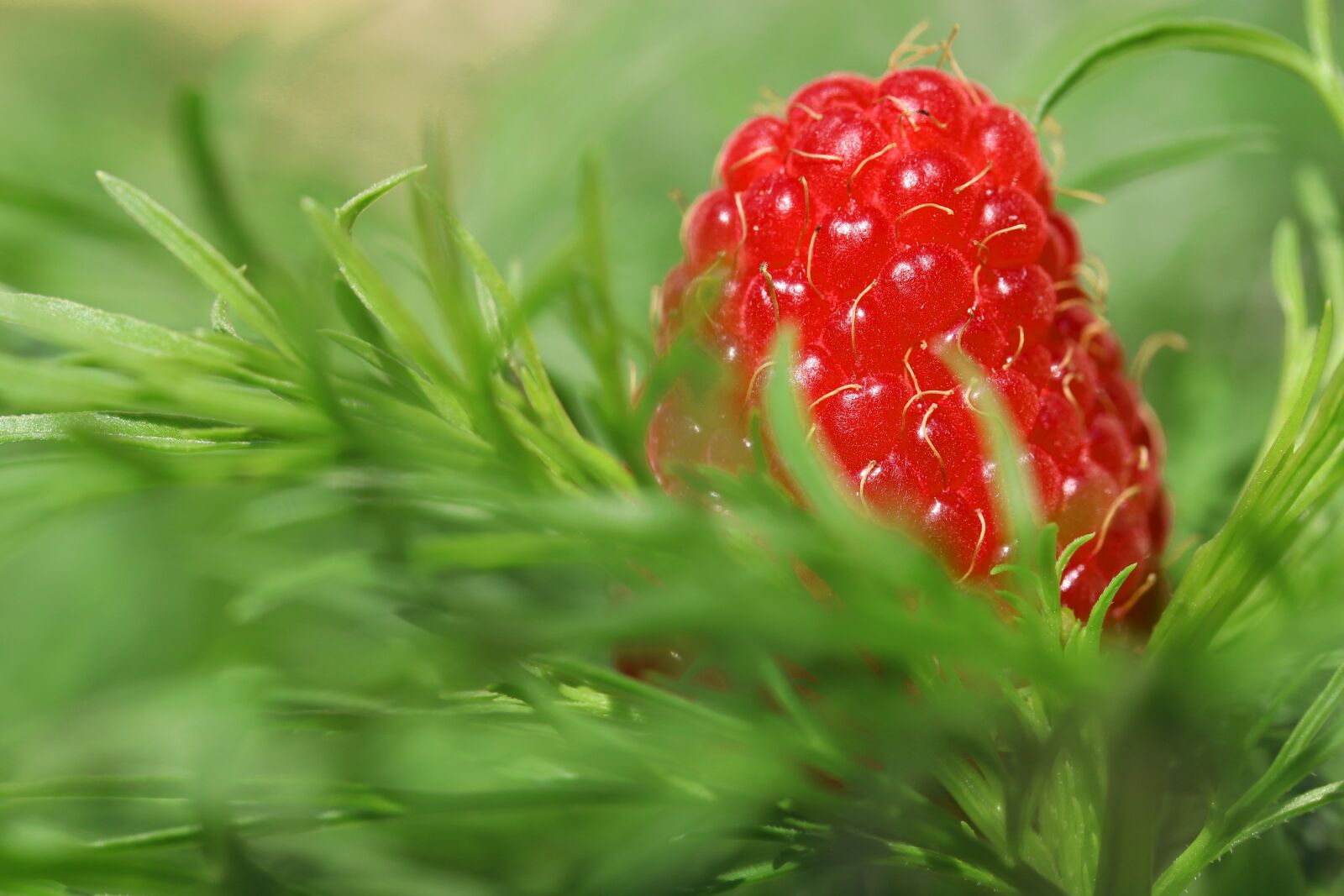 Canon EOS 200D (EOS Rebel SL2 / EOS Kiss X9) sample photo. Raspberry, fruit, nature photography