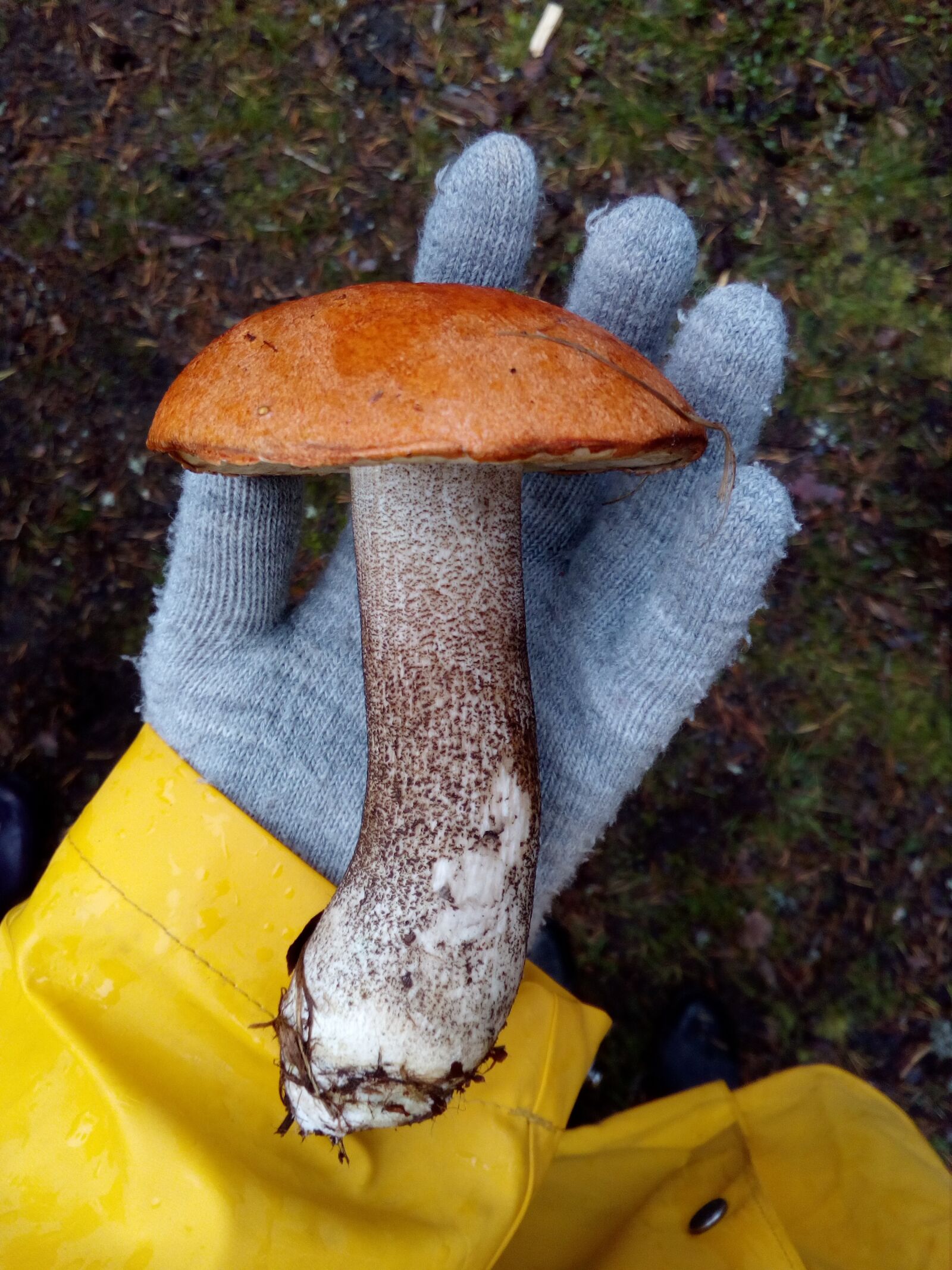 HUAWEI CUN-L21 sample photo. Leccinum versipelle, mushroom, autum photography