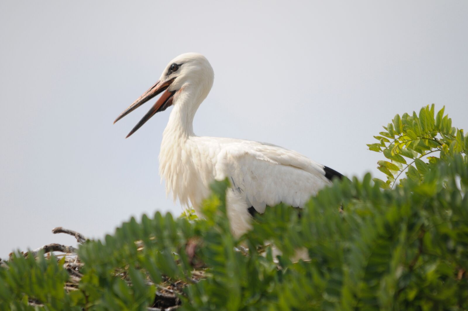 Nikon D300 sample photo. Bird, stork, lake neusiedl photography