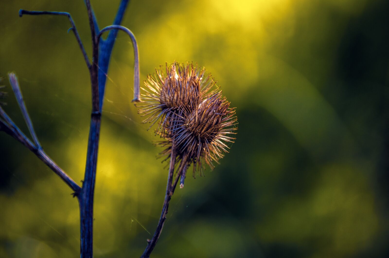 Nikon D3200 sample photo. Nature, spring, closeup photography