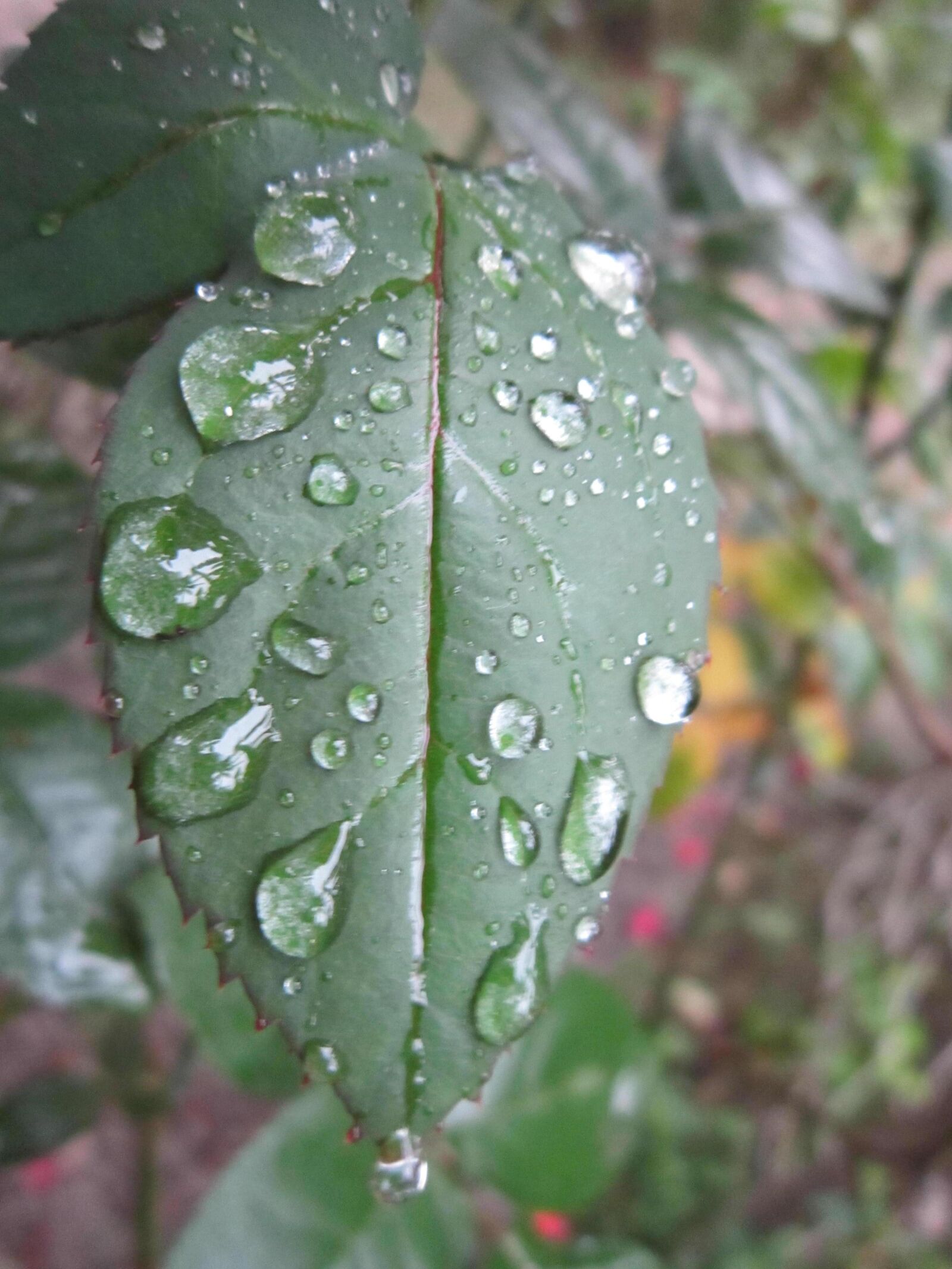 Canon PowerShot A3200 IS sample photo. Autumn, leaf, dewdrop photography