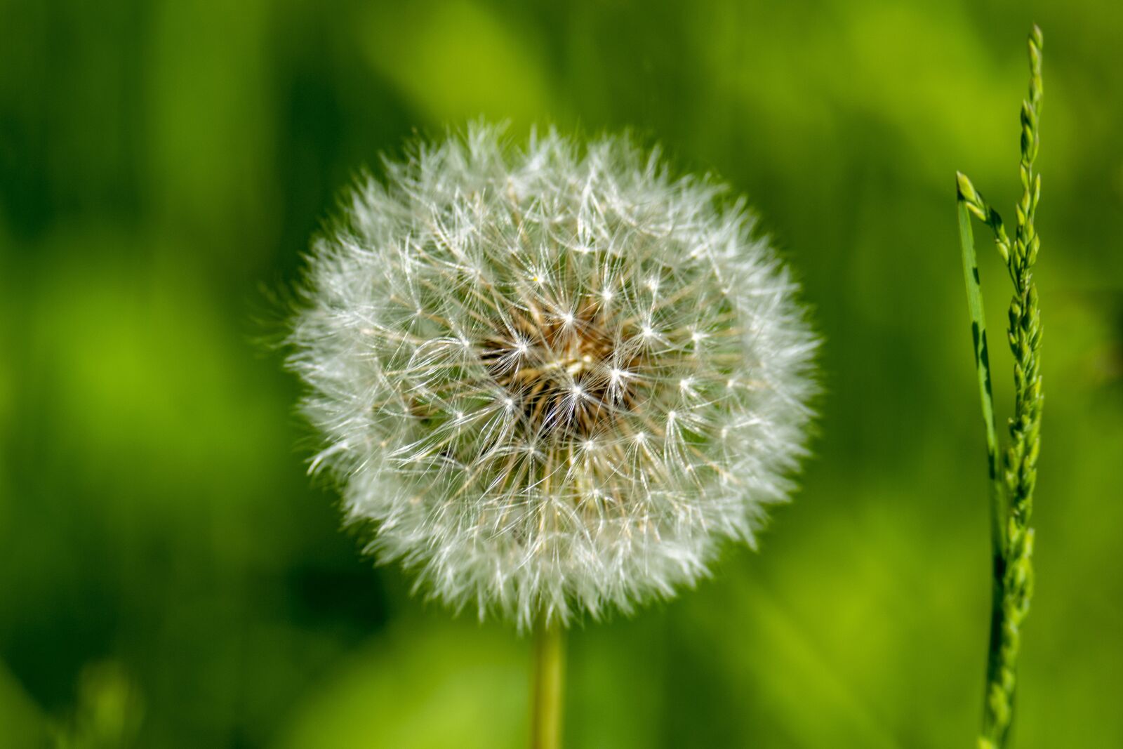 Nikon D5300 sample photo. Macro, nature, dandelion photography