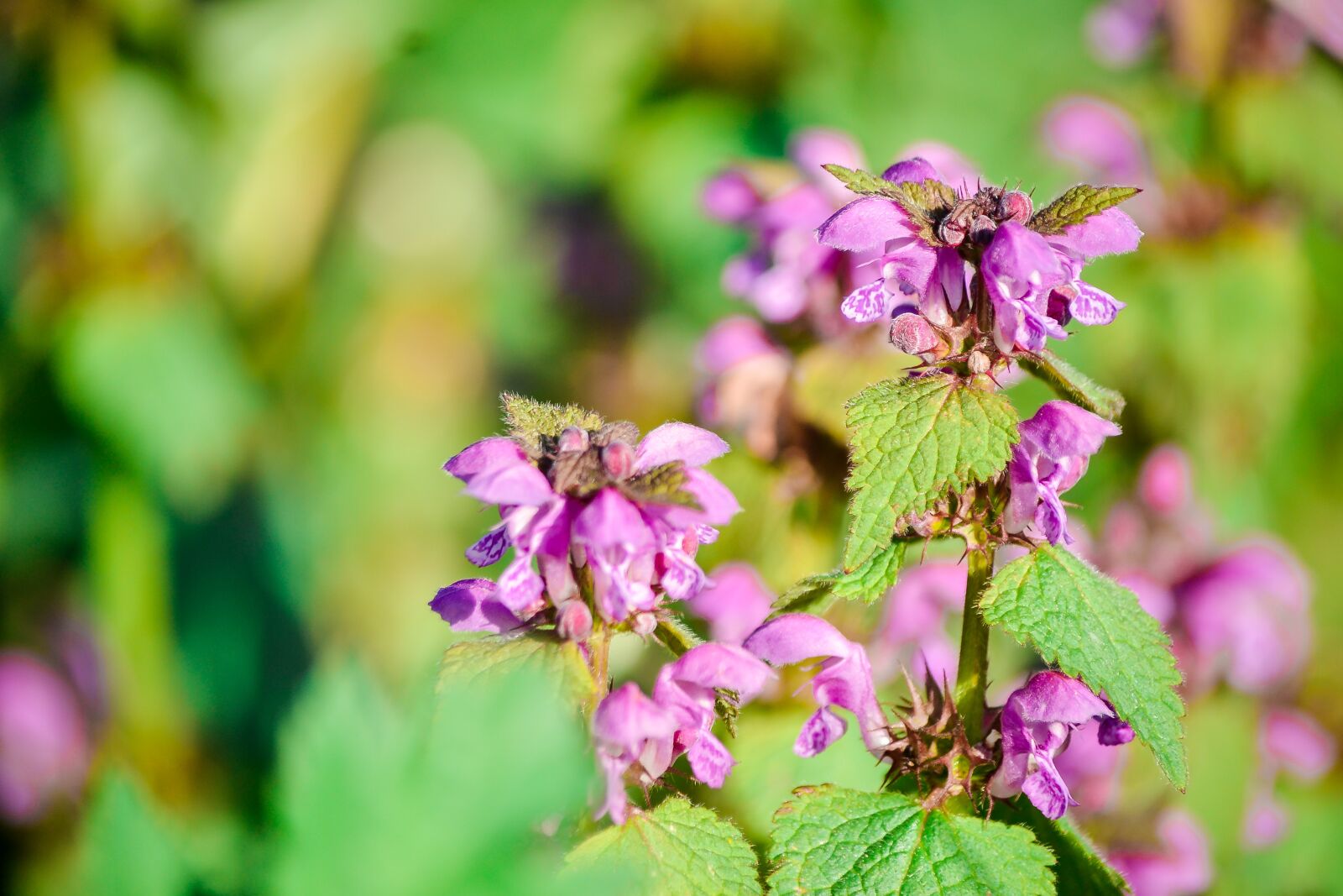 Nikon D3100 sample photo. Flower, greens, pink photography