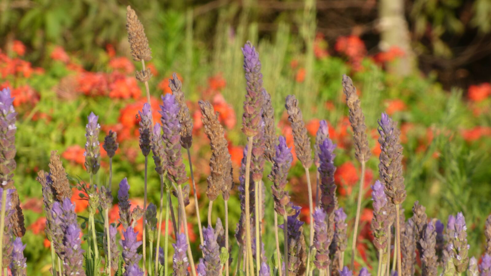 Panasonic DMC-FZ72 sample photo. Lavender, field, purple photography