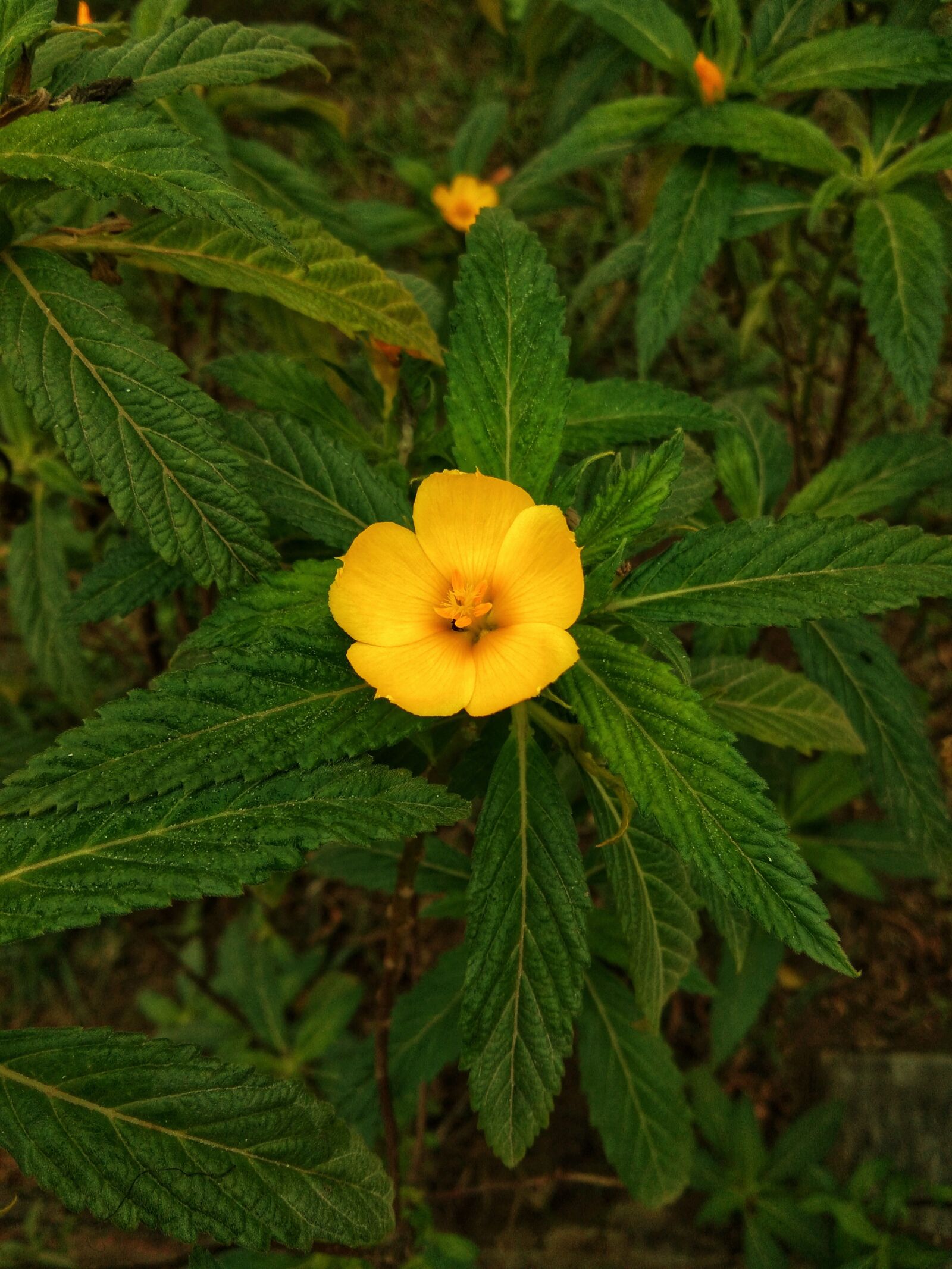 vivo Y65 sample photo. Yellow, flower, nature photography