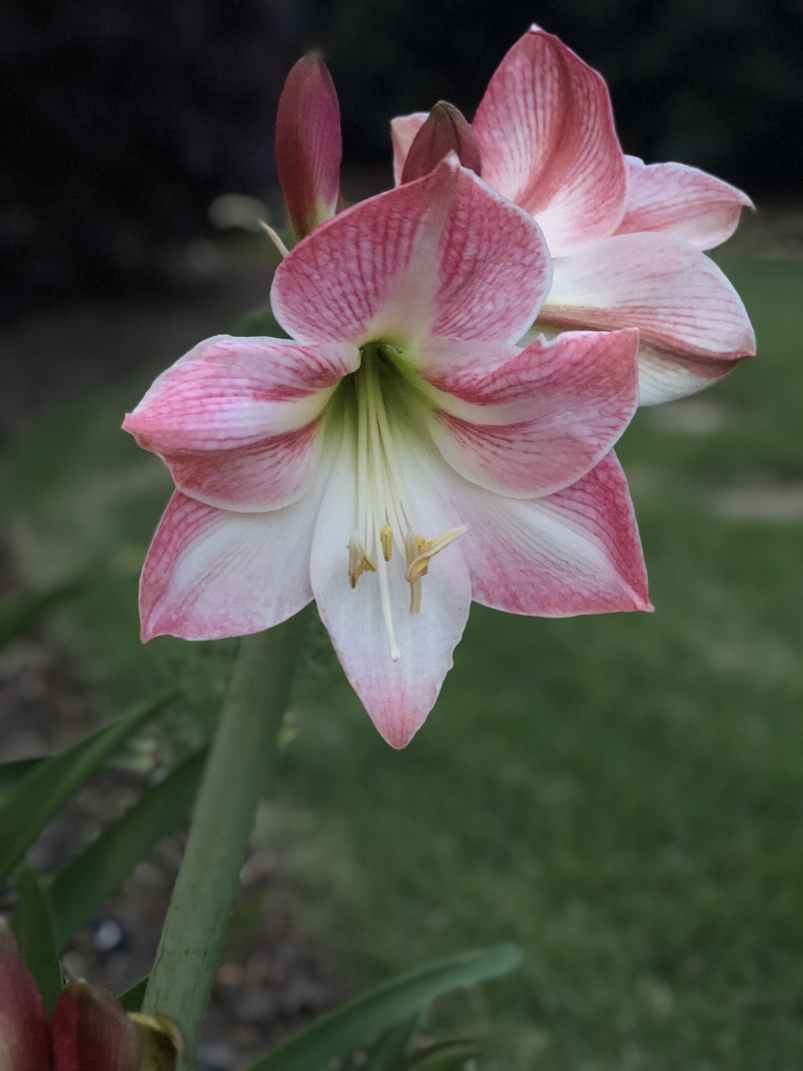 Apple iPhone X sample photo. Lily, may flowers, flower photography
