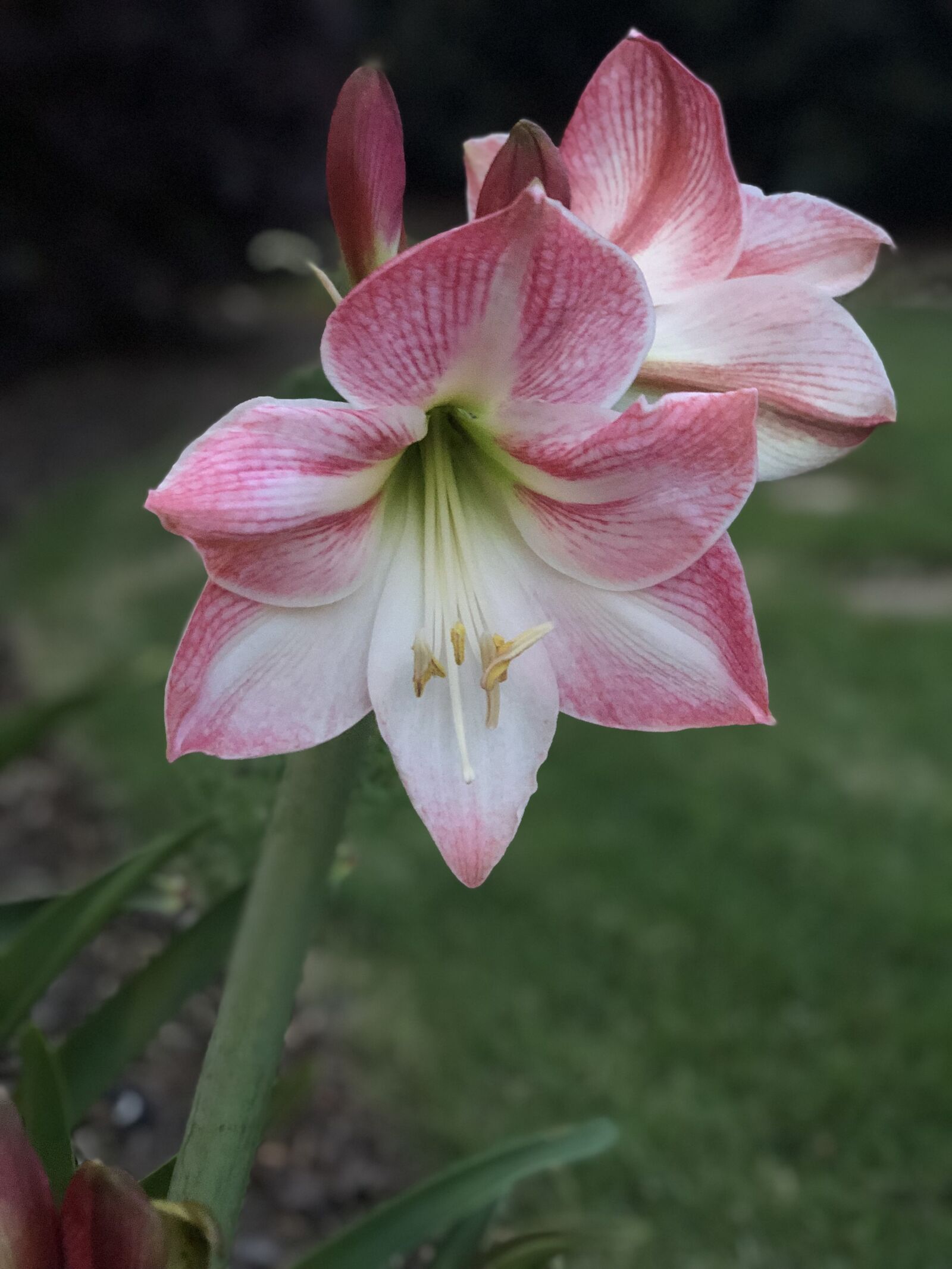 iPhone X back dual camera 6mm f/2.4 sample photo. Lily, may flowers, flower photography